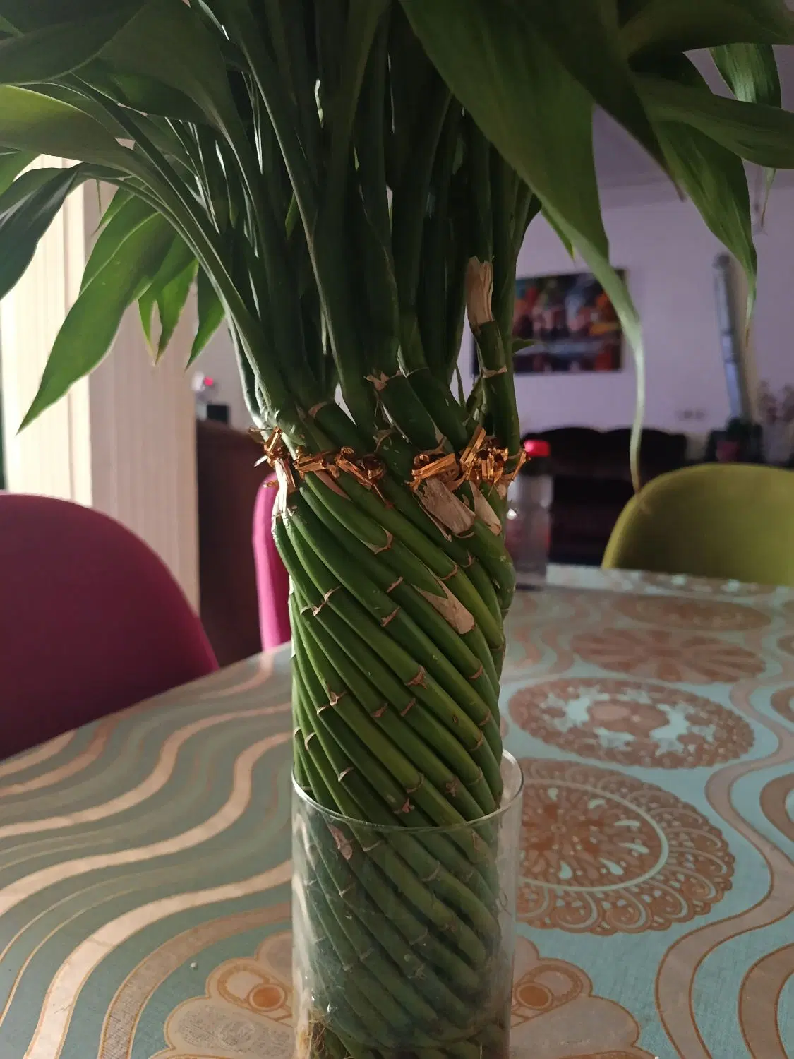 بامبو|گل و گیاه طبیعی|مسجد سلیمان, |دیوار