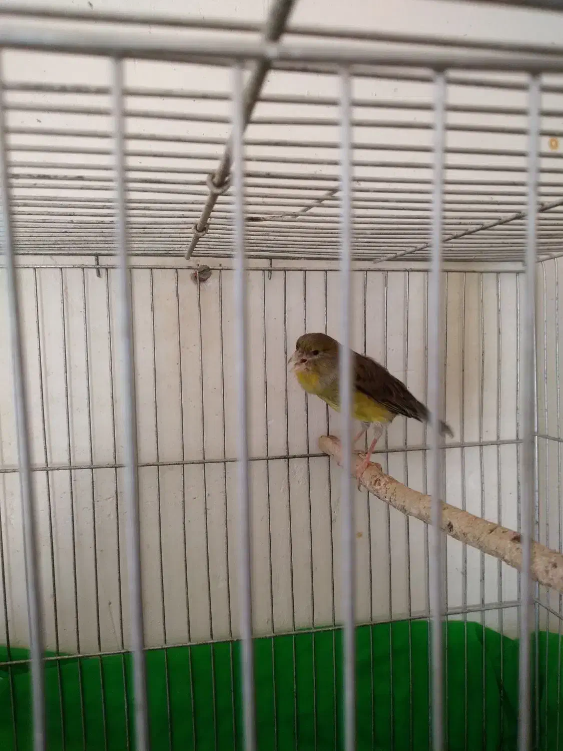 قناری سبز ماده.  ۱۲۰۰|پرنده|ابهر, |دیوار