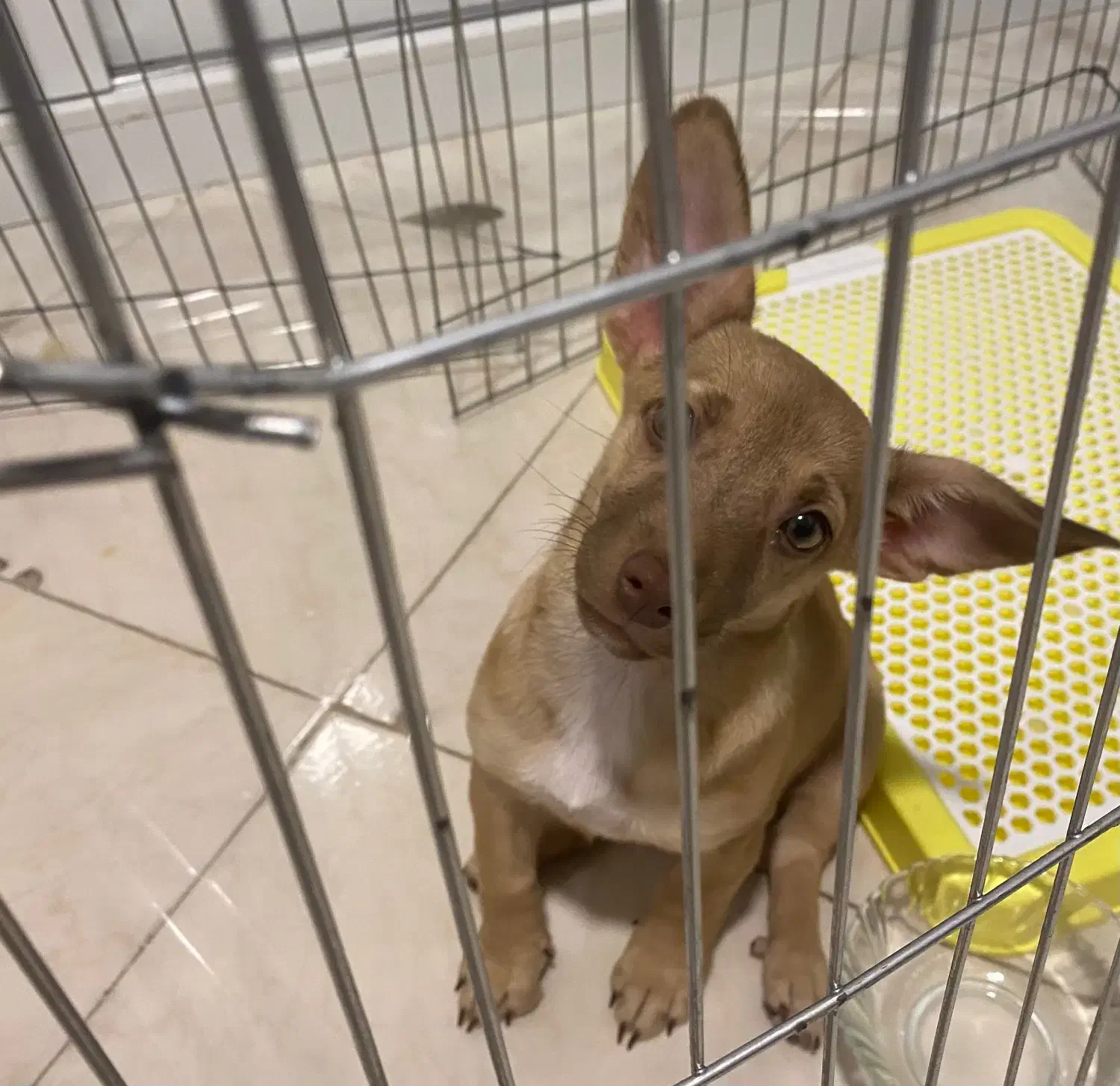 سگ شیواوا|سگ|نیشابور, امین اسلامی|دیوار