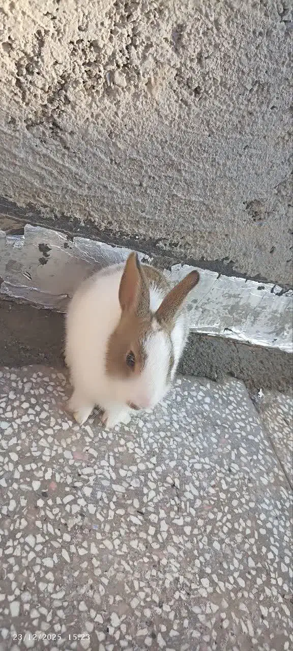 خرگوش|موش و خرگوش|گناباد, |دیوار