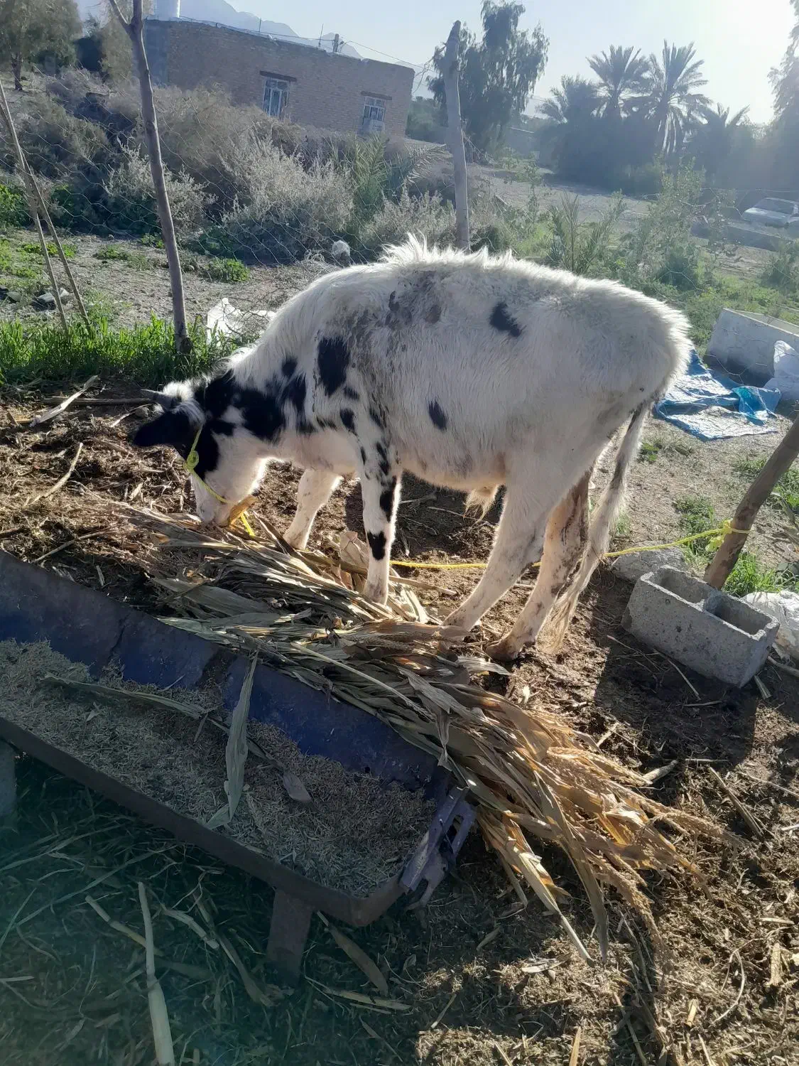 دوعدد پارک|حیوانات مزرعه|فاریاب, |دیوار