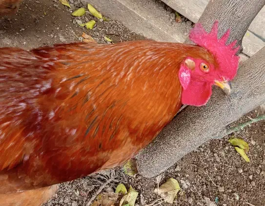 خروس محلی|حیوانات مزرعه|شیراز, میانرود|دیوار