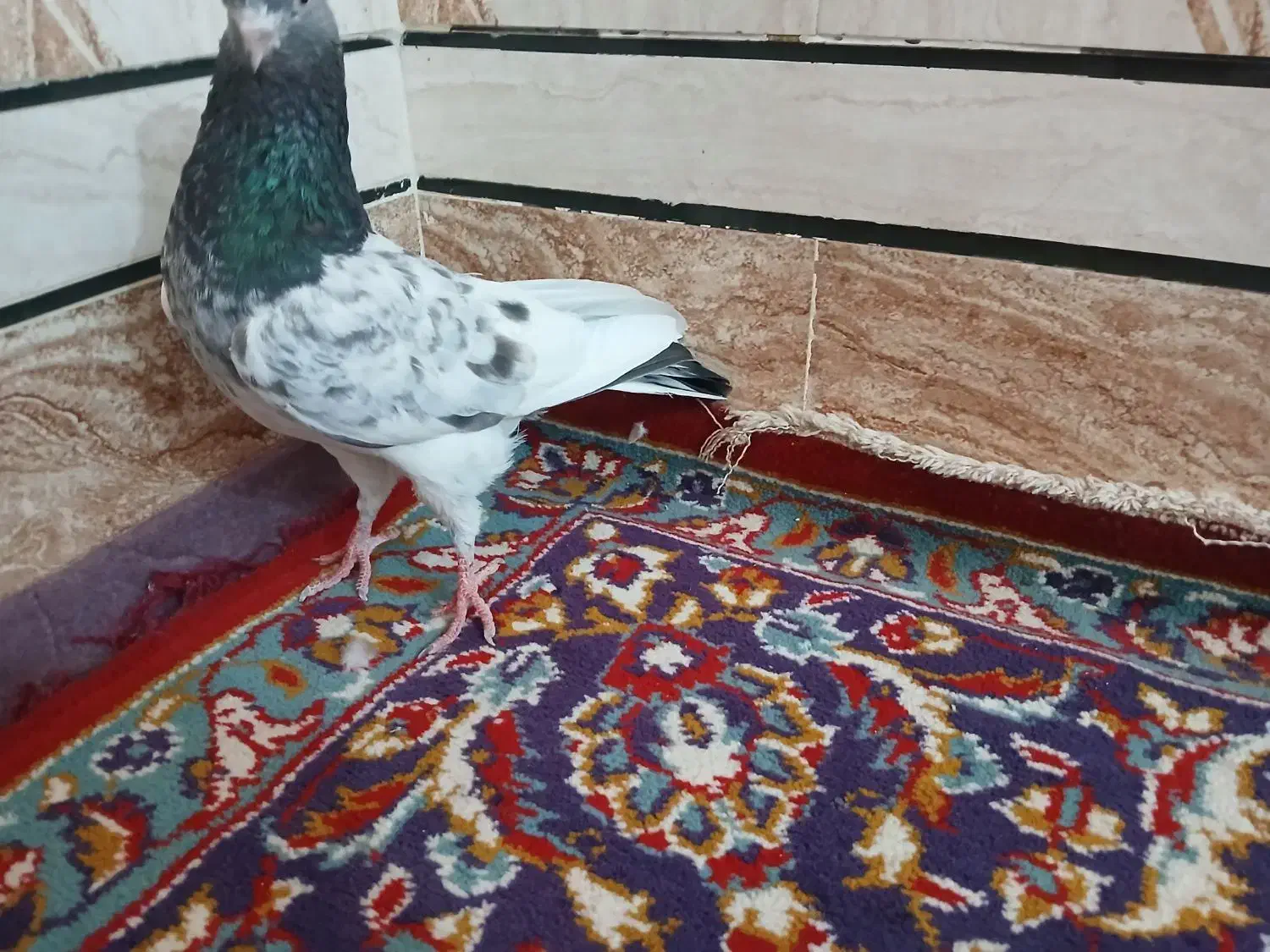 کفتر گلدن|پرنده|شادگان, |دیوار
