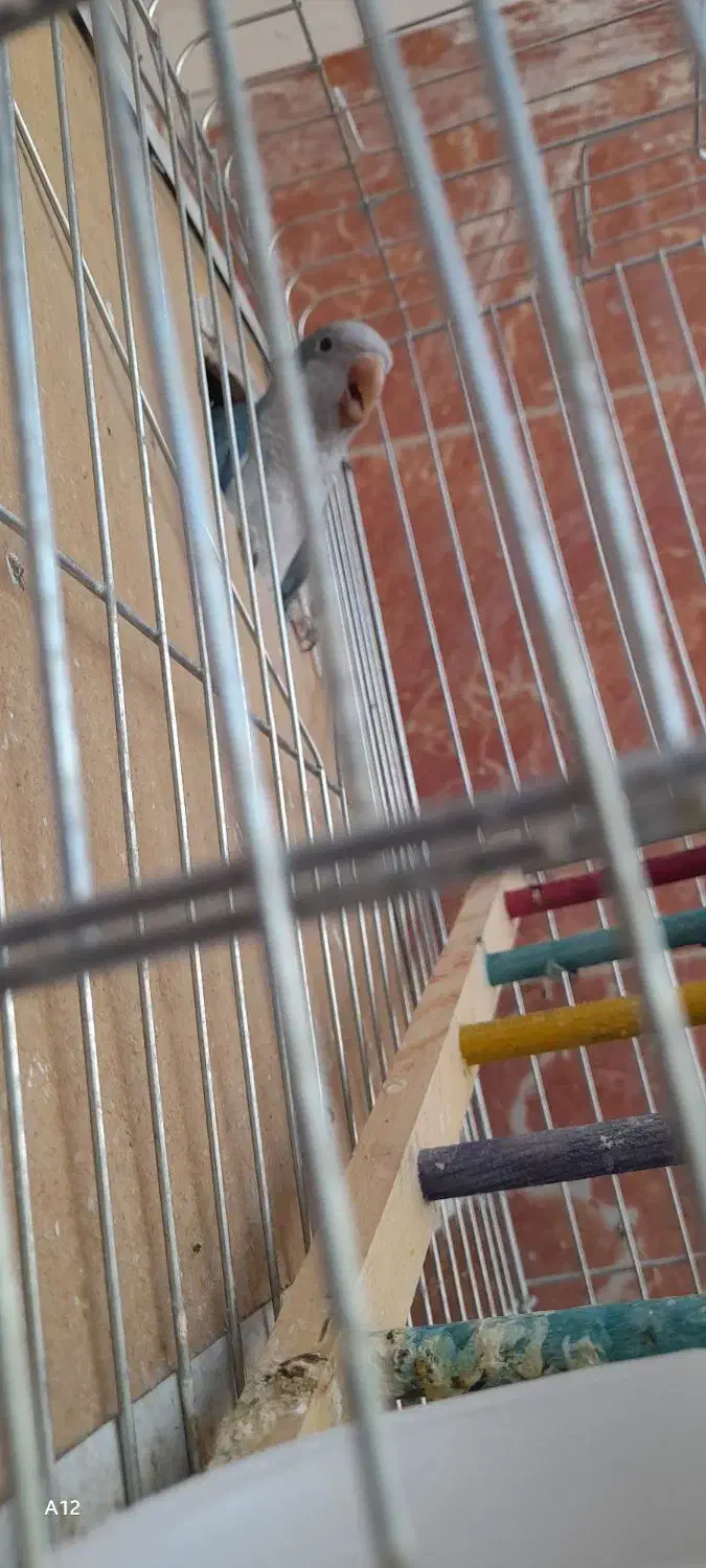 راهب نر آبی|پرنده|تهران, سهروردی|دیوار