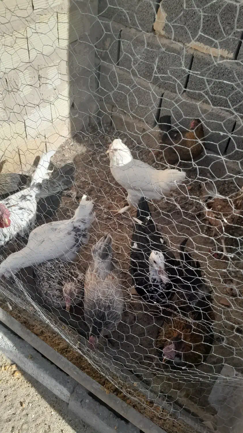 فروش تعدادی مرغ وخروس گلین|حیوانات مزرعه|شهر بابک, |دیوار