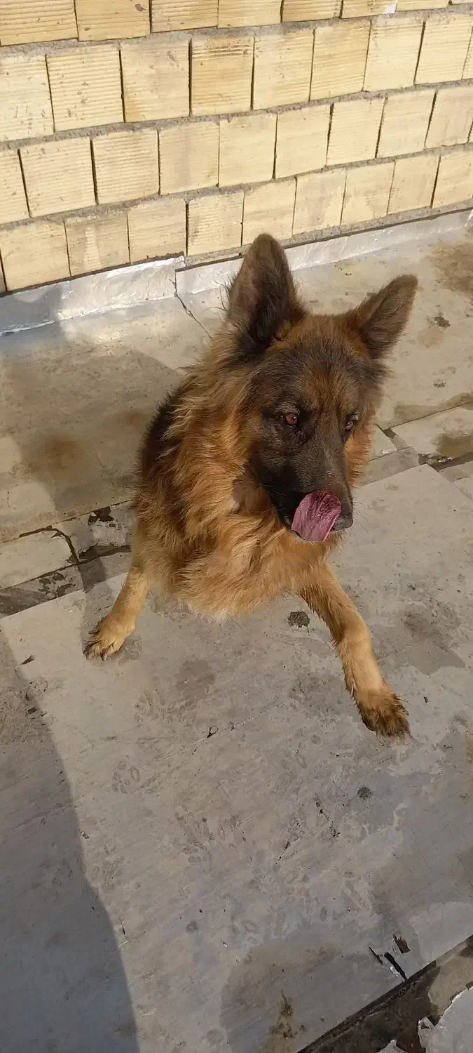 سگ ژرمن|سگ|اراک, |دیوار