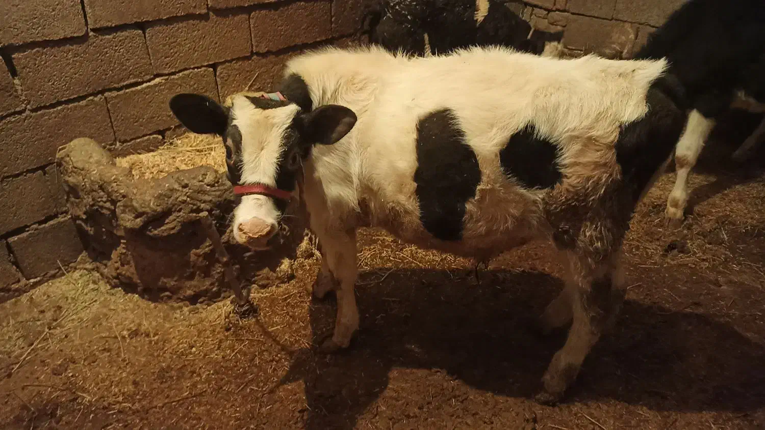 گاو و گوساله|حیوانات مزرعه|زاغه, |دیوار