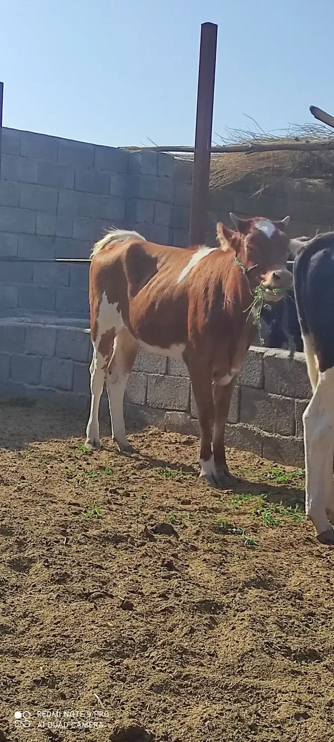 گاو و گوساله جلب گستر|حیوانات مزرعه|جیرفت, |دیوار