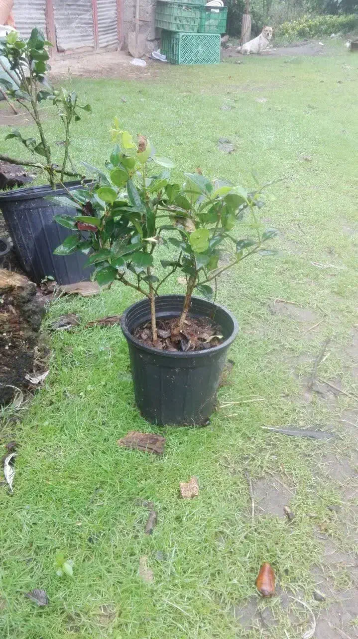 تعدادی گل گلدانی|گل و گیاه طبیعی|کلاچای, |دیوار