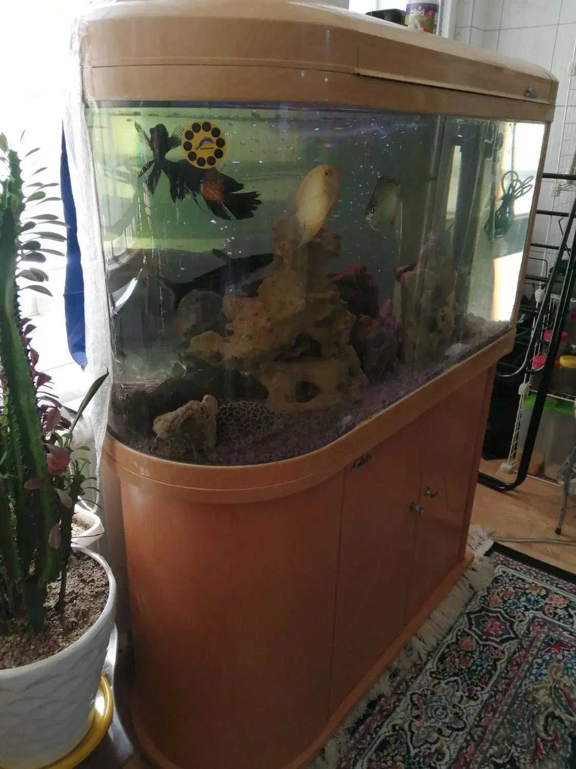 آکواریوم یو شکل (u) شیشه خم،کاملا سالم|ماهی|تهران, دهقان|دیوار