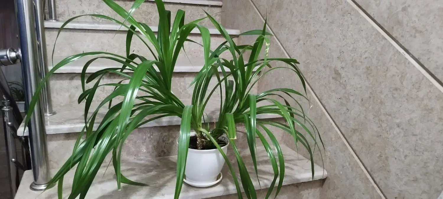 گل نخل|گل و گیاه طبیعی|مهاباد (آذربایجان غربی), |دیوار