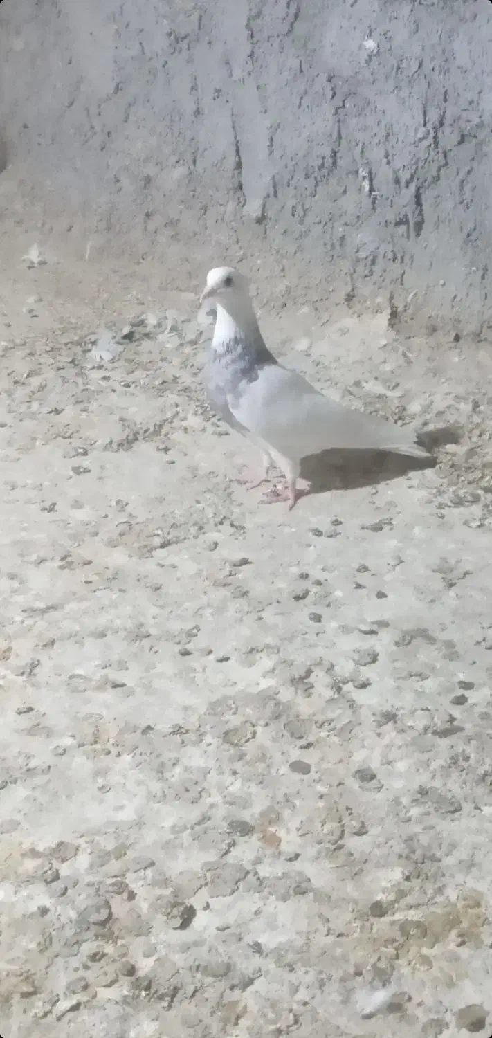 طوقی ماده|پرنده|مسجد سلیمان, |دیوار