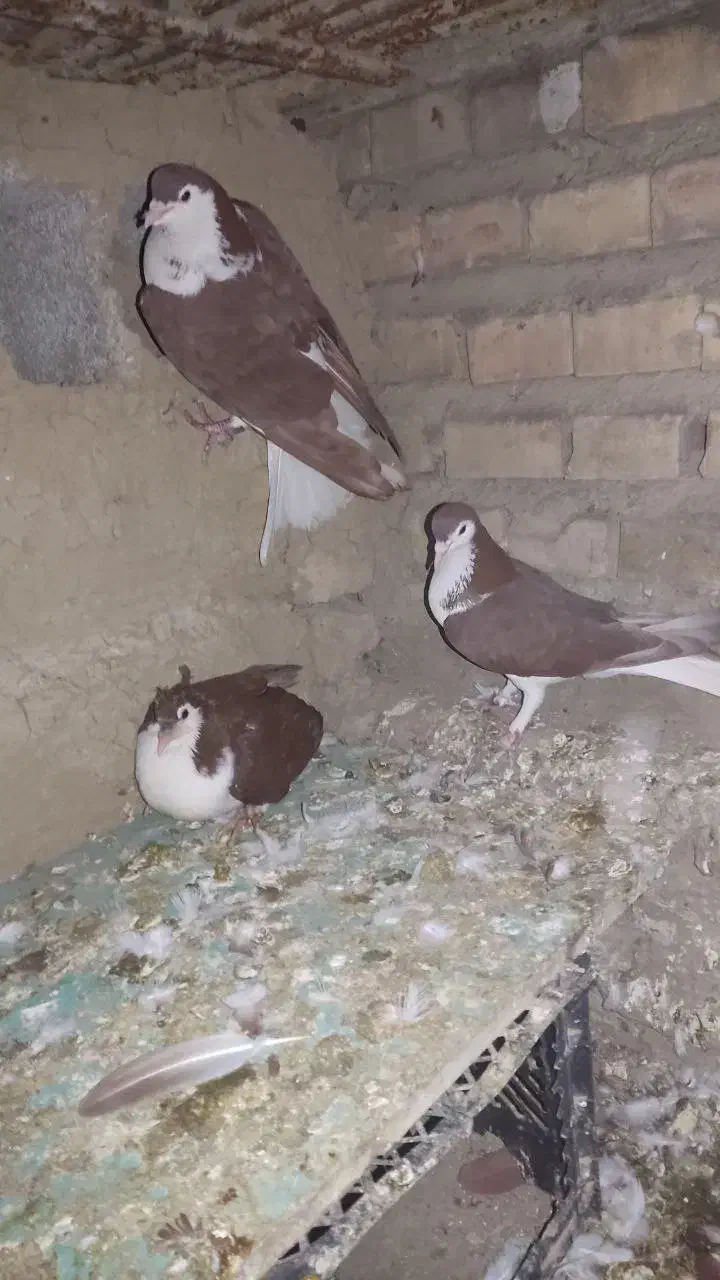 کبوتر|پرنده|گنبد کاووس, |دیوار