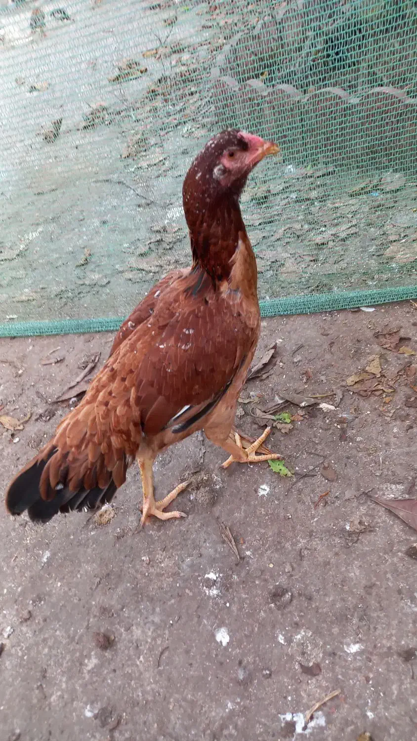 جوجه خروس لاری و مرغ لاری 800|حیوانات مزرعه|لولمان, |دیوار