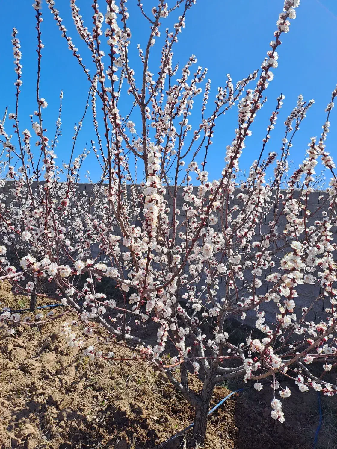 باغ واقع در دهکده توریستی امند|فروش خانه و ویلا|صوفیان, |دیوار