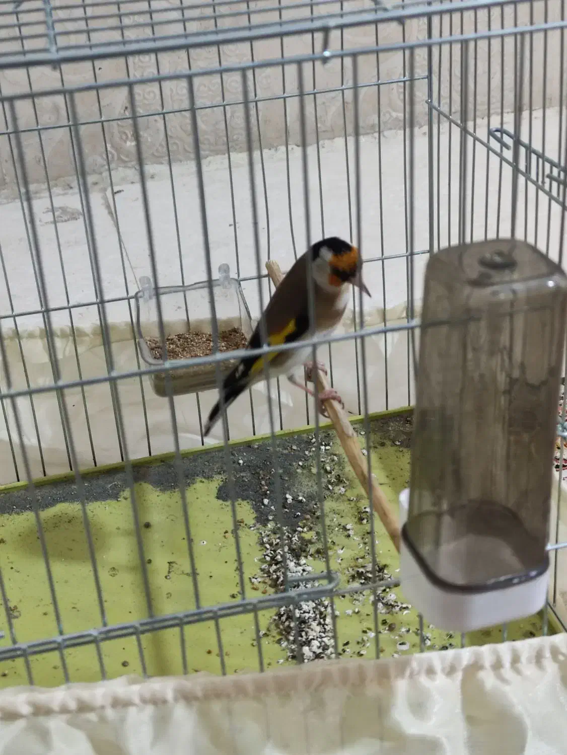 سهره جوجه سال رام رام نرهست|پرنده|ارومیه, |دیوار