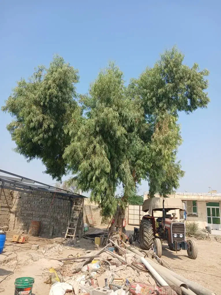 هرس وقطع کردن انواع درخت ها با خریدقیمت خوب|خدمات باغبانی و درختکاری|قشم, |دیوار