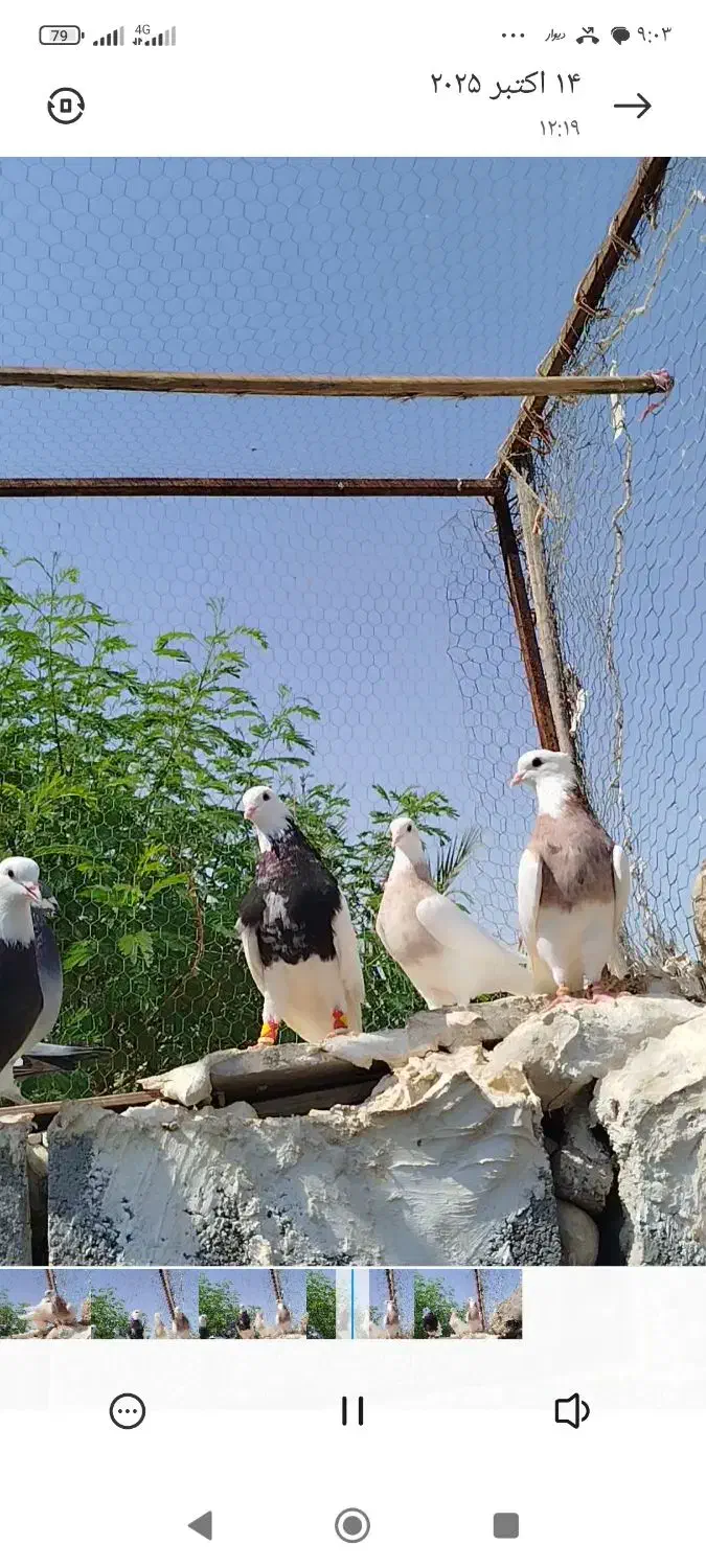 کبوتر|پرنده|لار, |دیوار