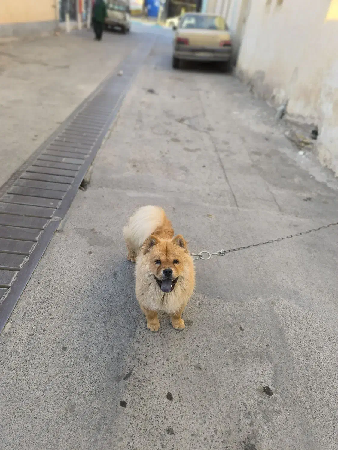 سگ گمشده|سگ|کرمان, |دیوار