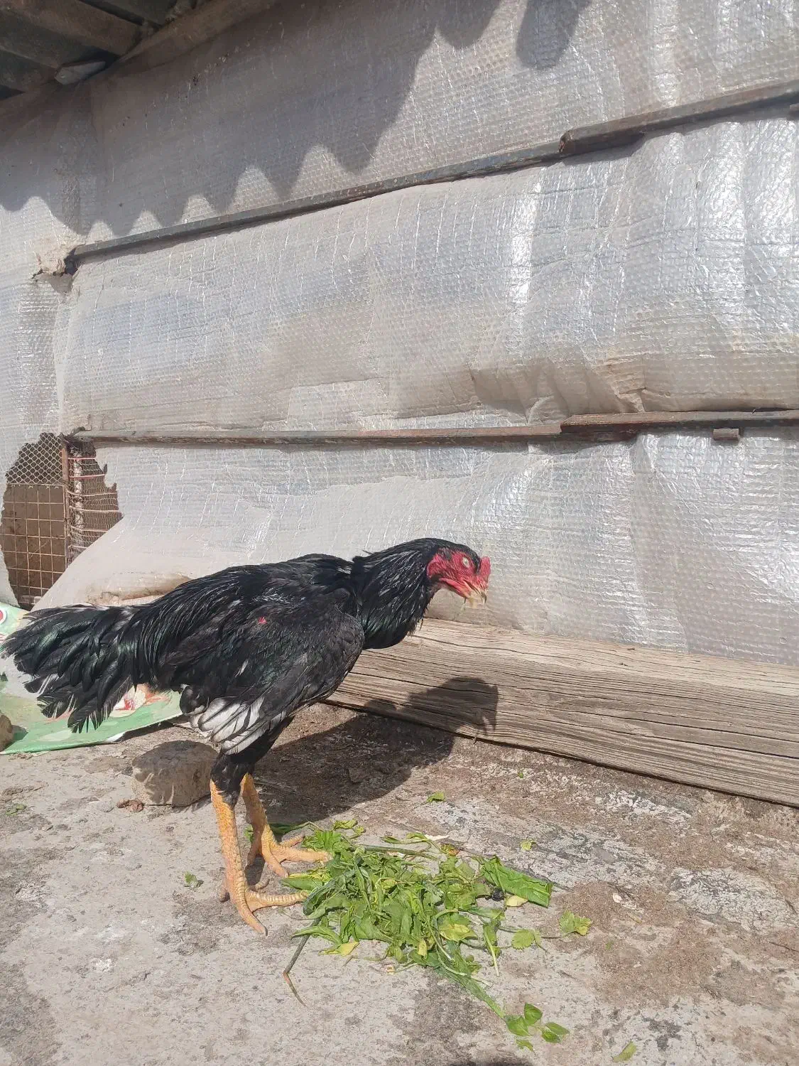 خروس لاری|حیوانات مزرعه|رباط‌کریم, رباط‌کریم|دیوار