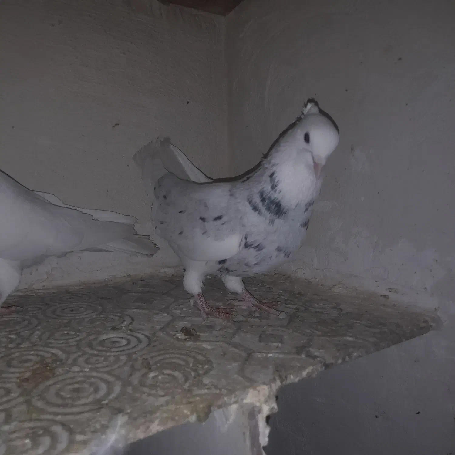 کبوترطوقی|پرنده|شهریار, شهرک بهاران (ویره)|دیوار