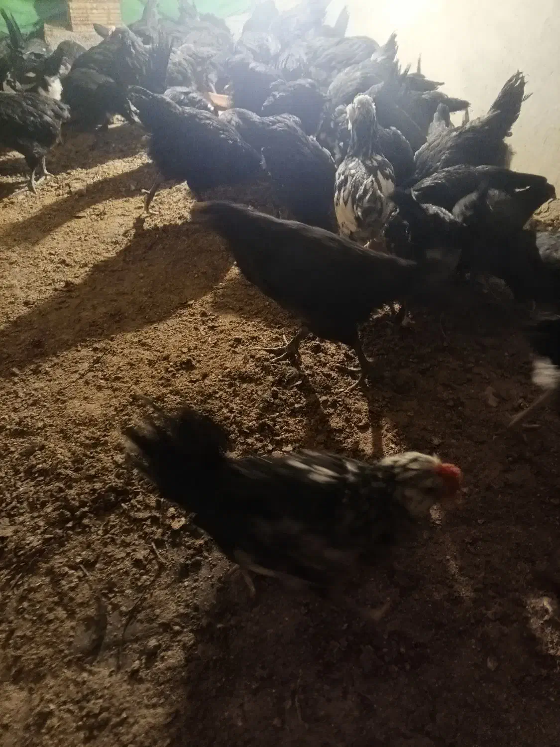 خروس چی نژاد گلین و استر لوپ|حیوانات مزرعه|نجفآباد, جعفرآباد|دیوار