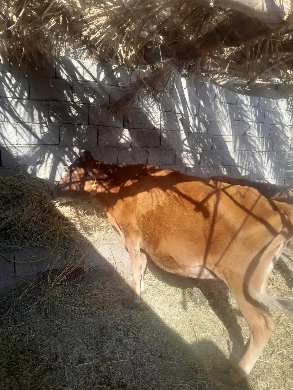 هردوتا بخورجنس خوب|حیوانات مزرعه|گنبکی, |دیوار