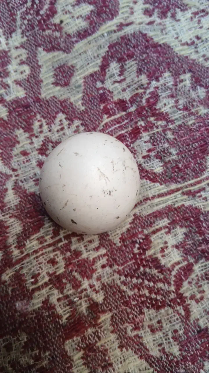 سنگ اسیاب|حراج|بیرجند, |دیوار