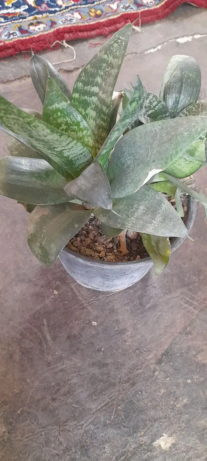 گل های سرحال|گل و گیاه طبیعی|کنگاور, |دیوار