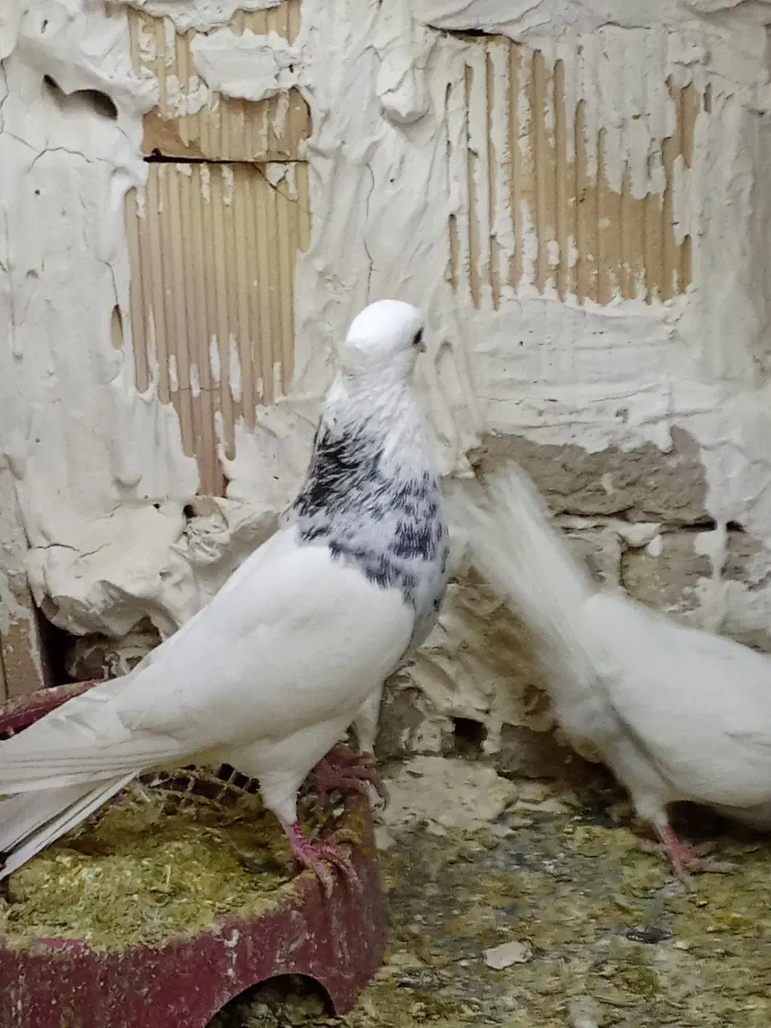 کفتر طوقی هفترنگ|پرنده|تربت‌حیدریه, پائین ولایت|دیوار