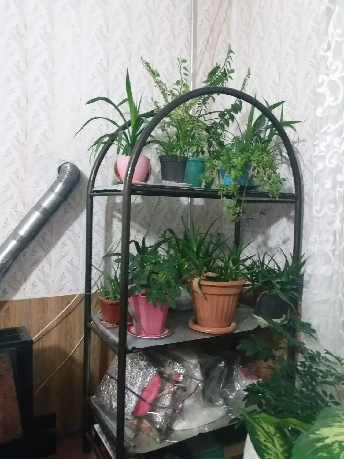 هراج گل ها|گل و گیاه طبیعی|چناران, |دیوار