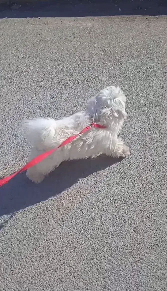 واگذاری سگ|سگ|مسجد سلیمان, |دیوار