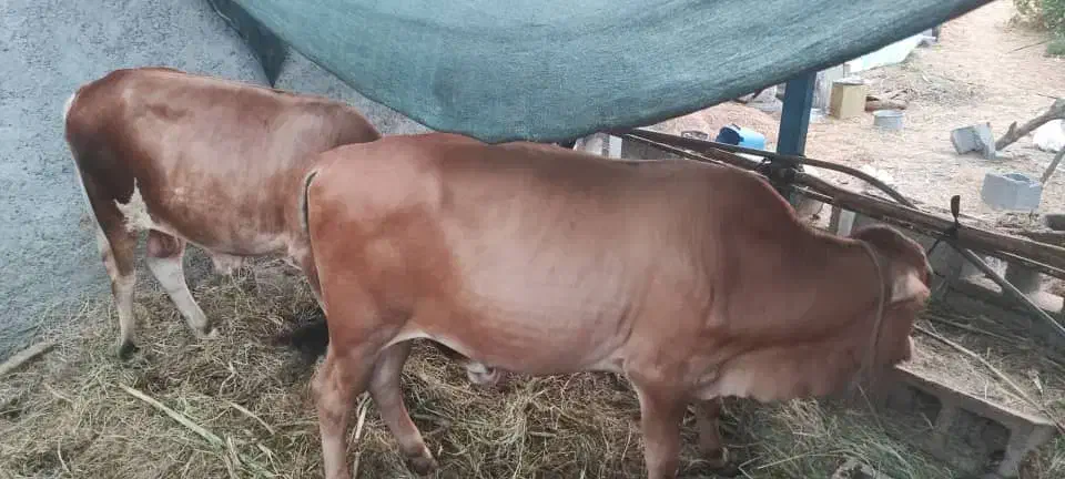 فروش ۳ گاو رودان|حیوانات مزرعه|بندرعباس, |دیوار