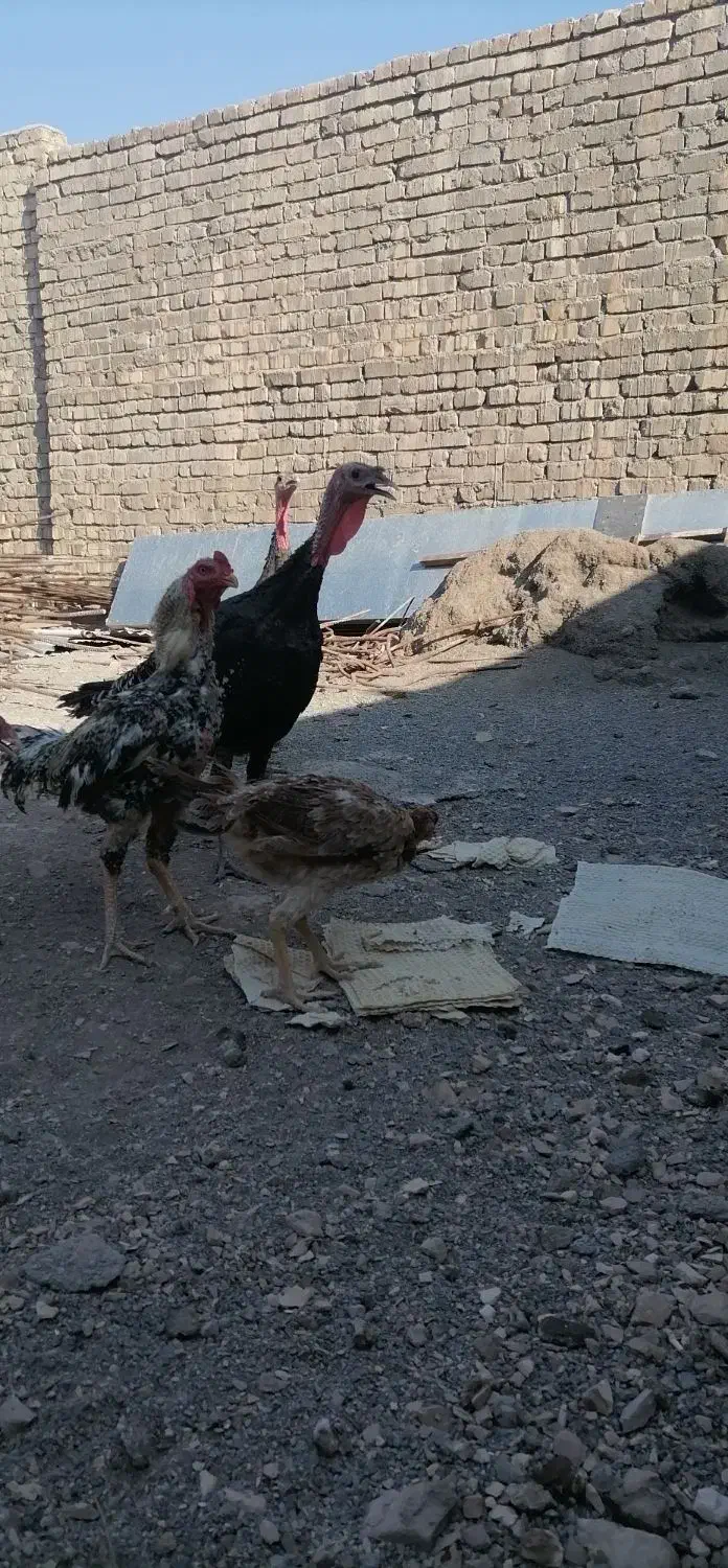 بوقلمون سالم جوان|حیوانات مزرعه|قم, نیروگاه|دیوار