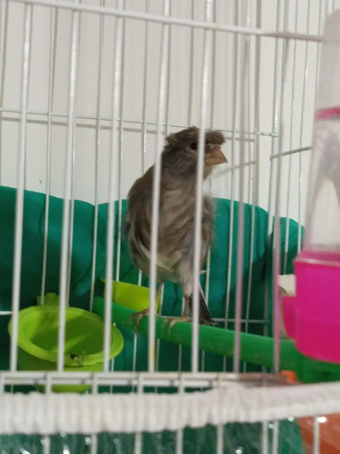 قناری ماده کوزه اماده 3عدد|پرنده|گلبهار, شهر جدید گلبهار|دیوار