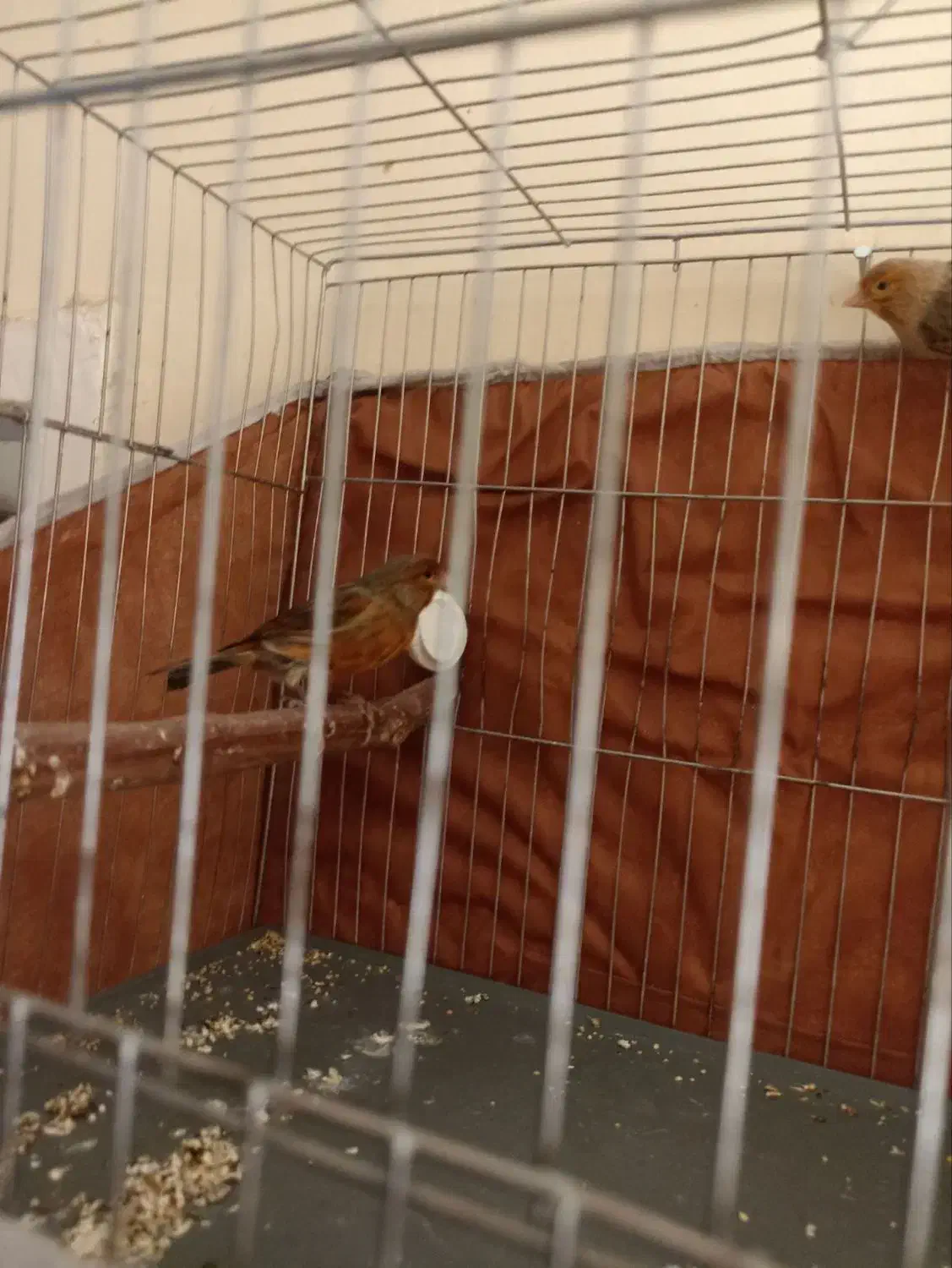 قناری نرو ماده|پرنده|کرمان, |دیوار