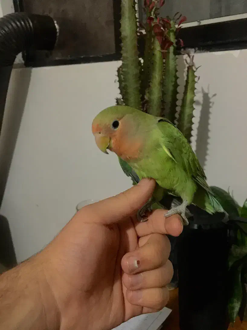 جوجه طوطی برزیلی رام دستی|پرنده|چالوس, |دیوار