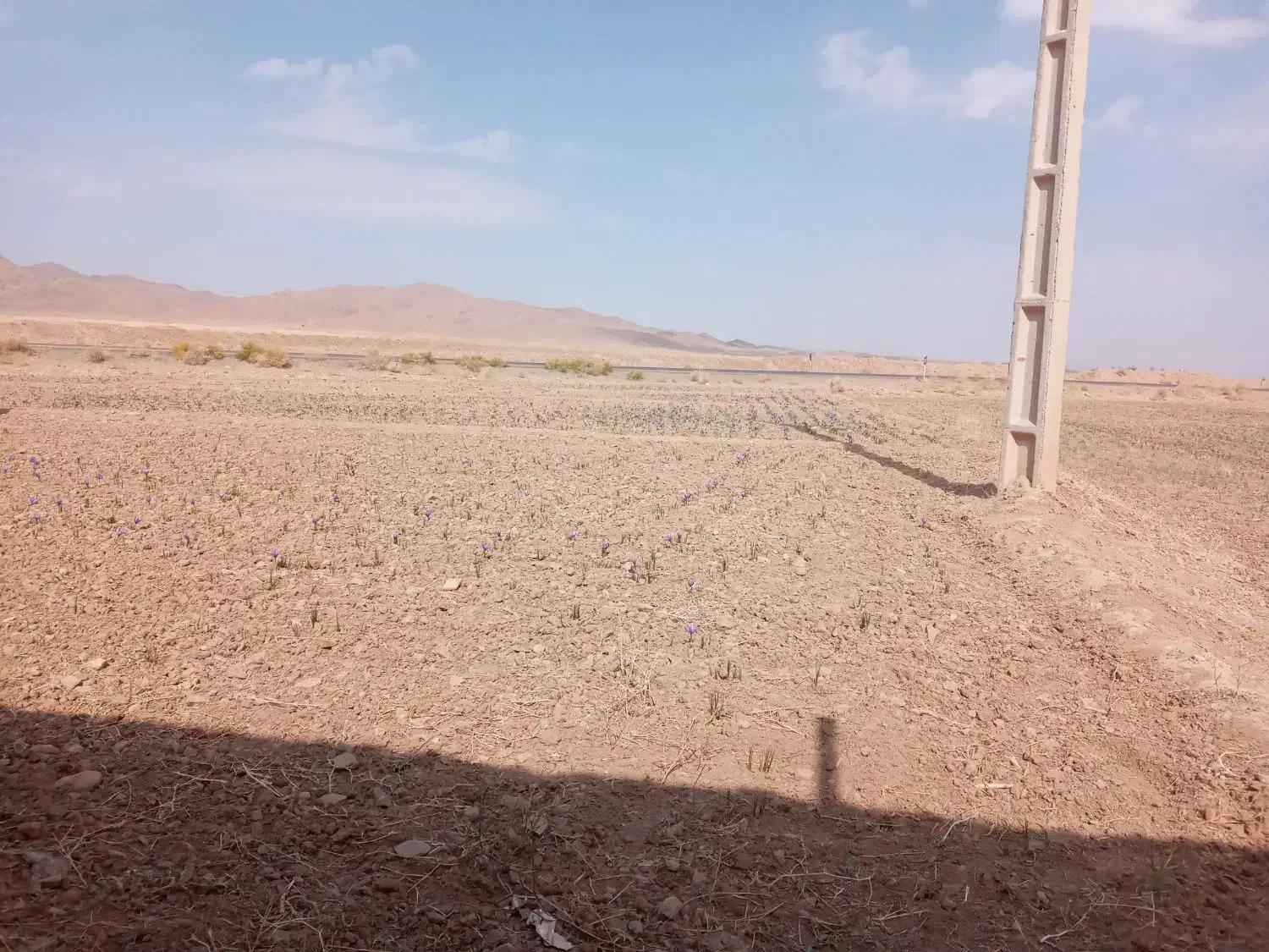 زمین کشاورزی با موقعیت عالی|فروش دفتر صنعتی، کشاورزی، تجاری|قائن, |دیوار