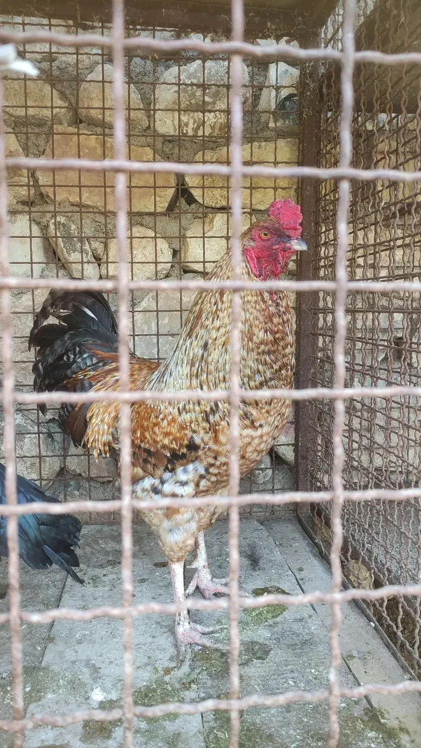 خروس محلی چاق و بسیار سالم|حیوانات مزرعه|بهشهر, |دیوار