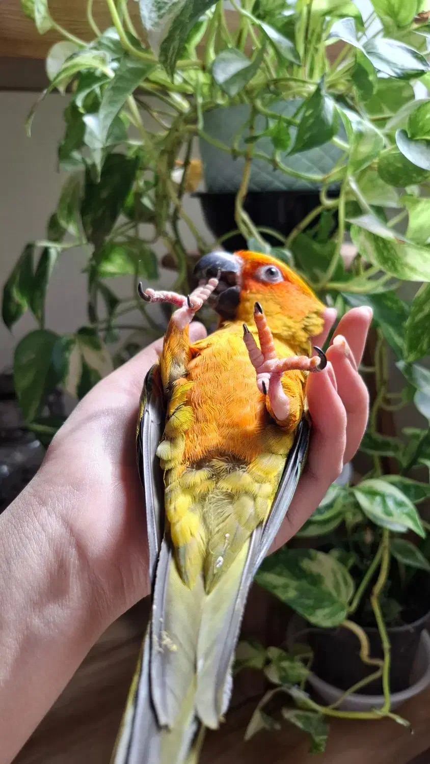 طوطی خورشیدی|پرنده|اصفهان, کشاورزی|دیوار