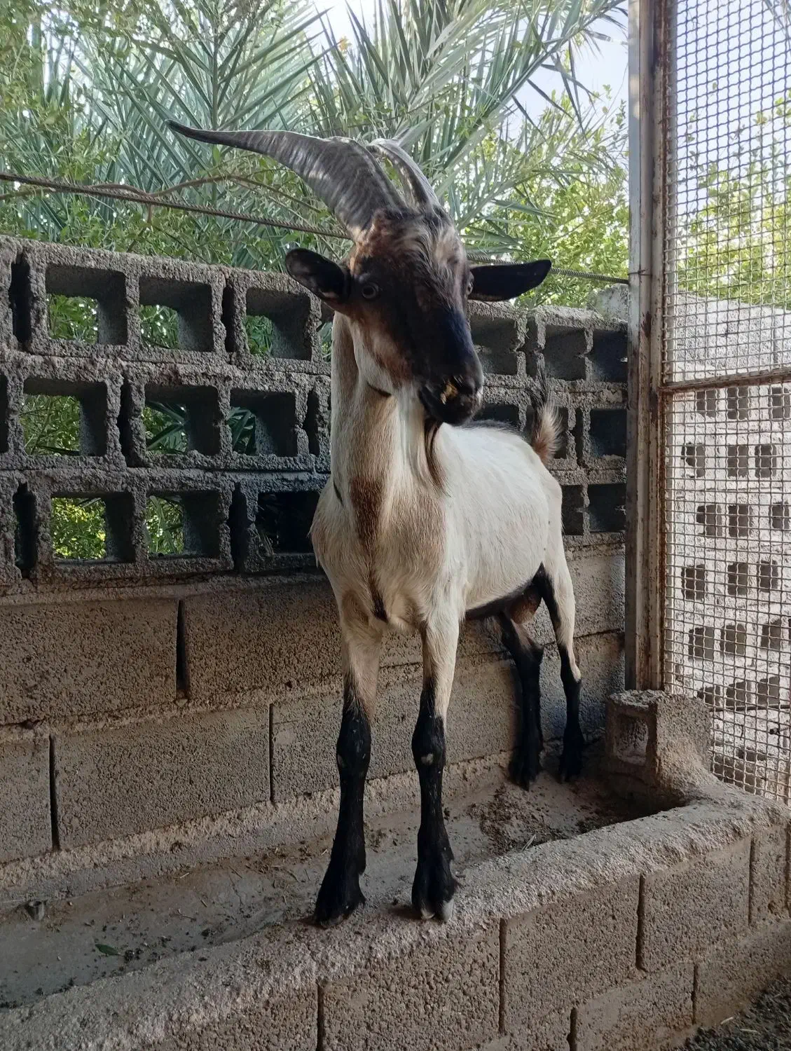 پازن آلپاین وسانن وکهره نر سانن|حیوانات مزرعه|خورموج, |دیوار