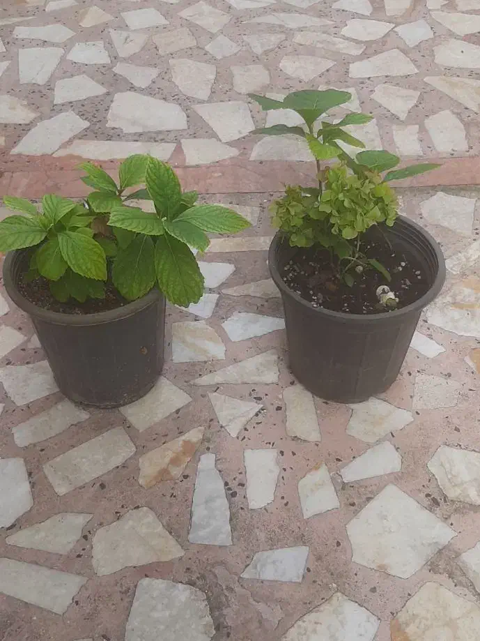 گل و گیاه|گل و گیاه طبیعی|رشت, استادسرا|دیوار