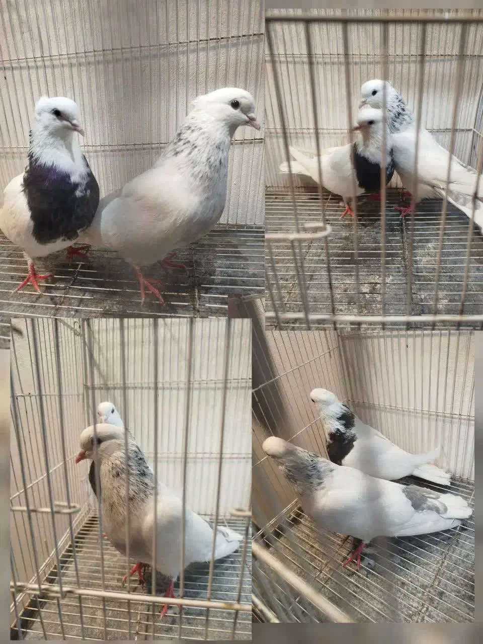 چند جفت طوقی و ۳عدد ساده سیاه|پرنده|مشهد, چهاربرج|دیوار