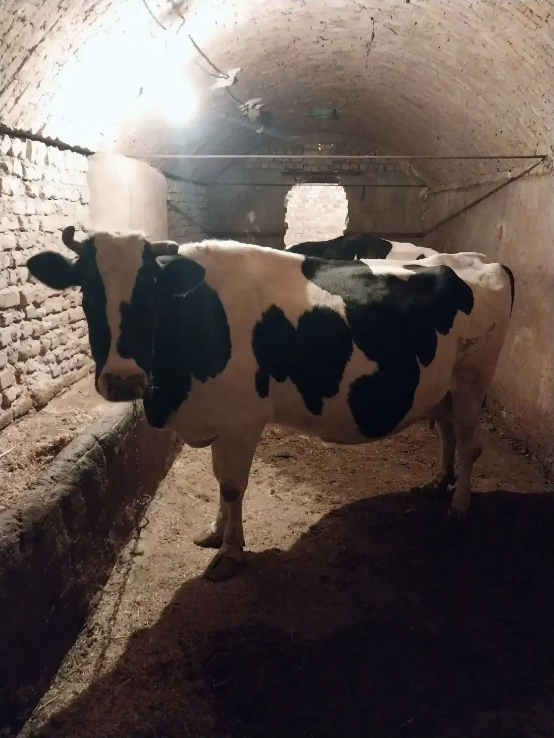 گاو شیری|حیوانات مزرعه|شازند, |دیوار