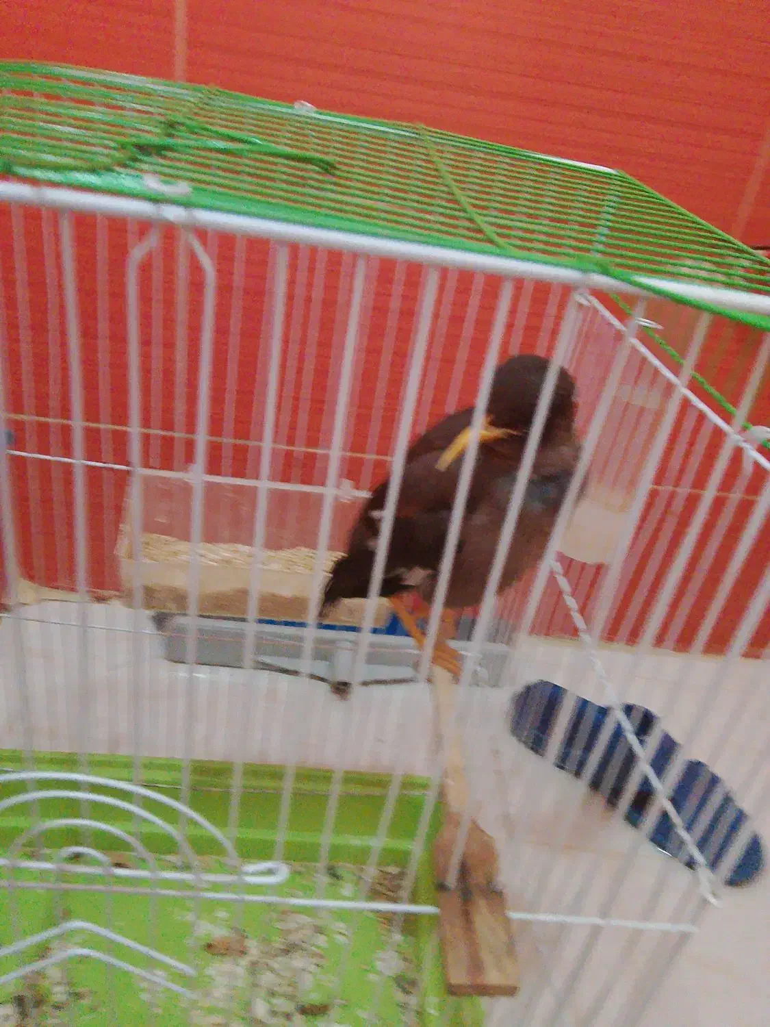 مینا|پرنده|شهریار, کهنز|دیوار