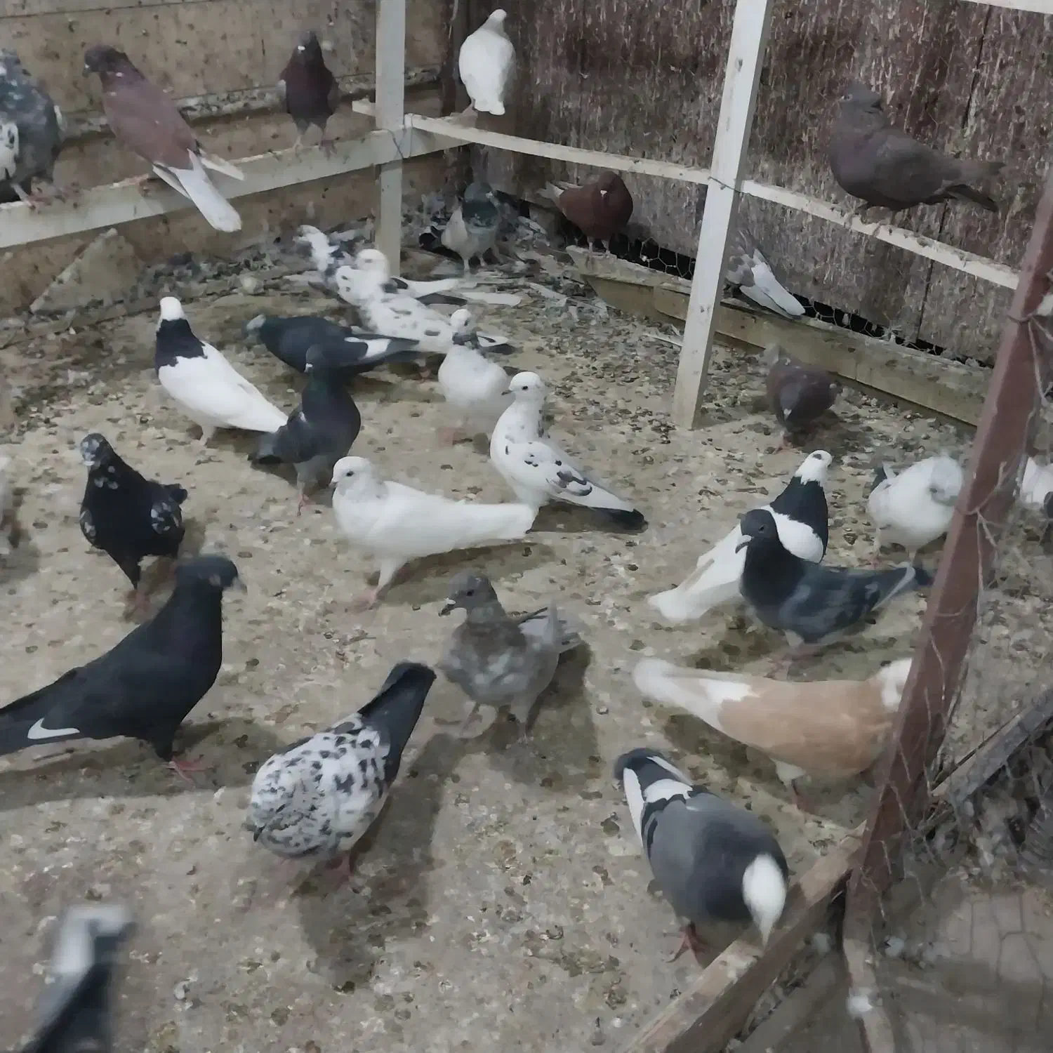 فروش بیله کفتر|پرنده|اردکان, |دیوار