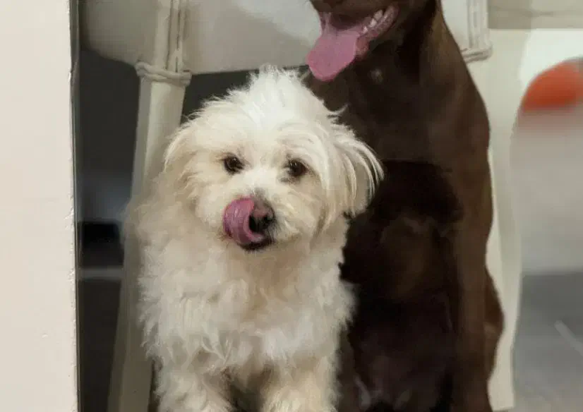 سگ تریر ماده|سگ|گرگان, |دیوار