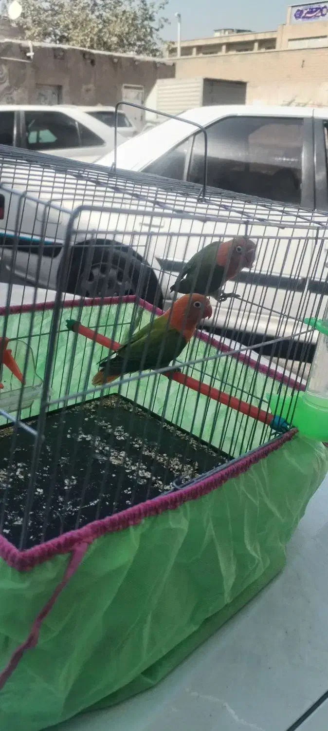 طوطی برزیلی اوپال|پرنده|فردیس, شهرک شهید حسینی|دیوار