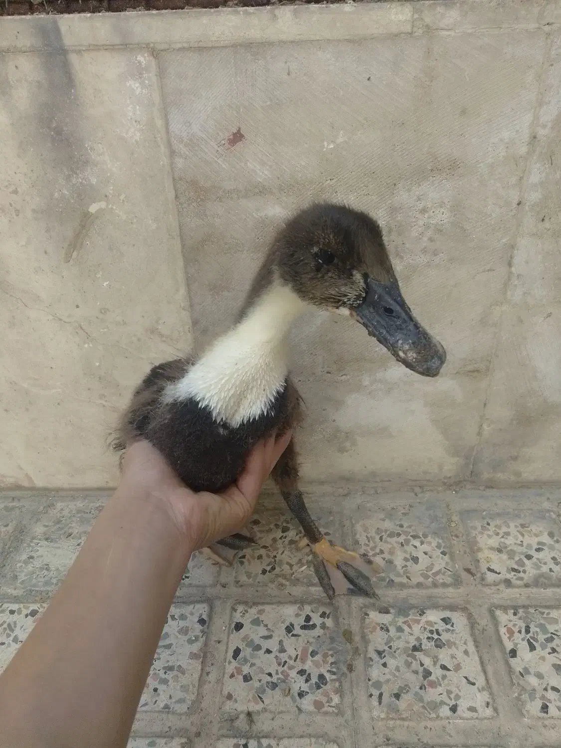 اردک|حیوانات مزرعه|اسلام‌شهر, شهرک مهدیه|دیوار