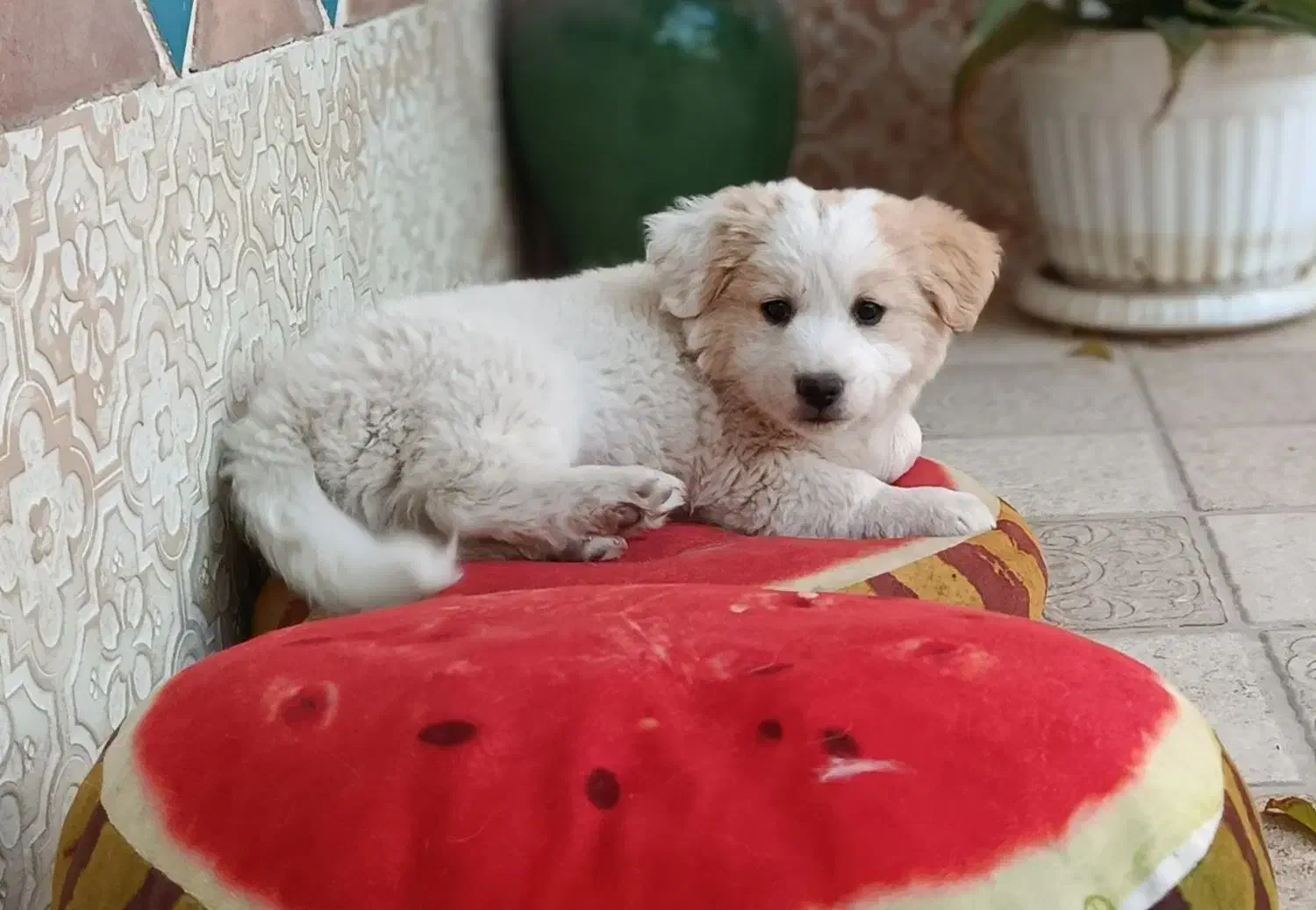 اشپیتز ۴ ماهه|سگ|خرمدره, |دیوار